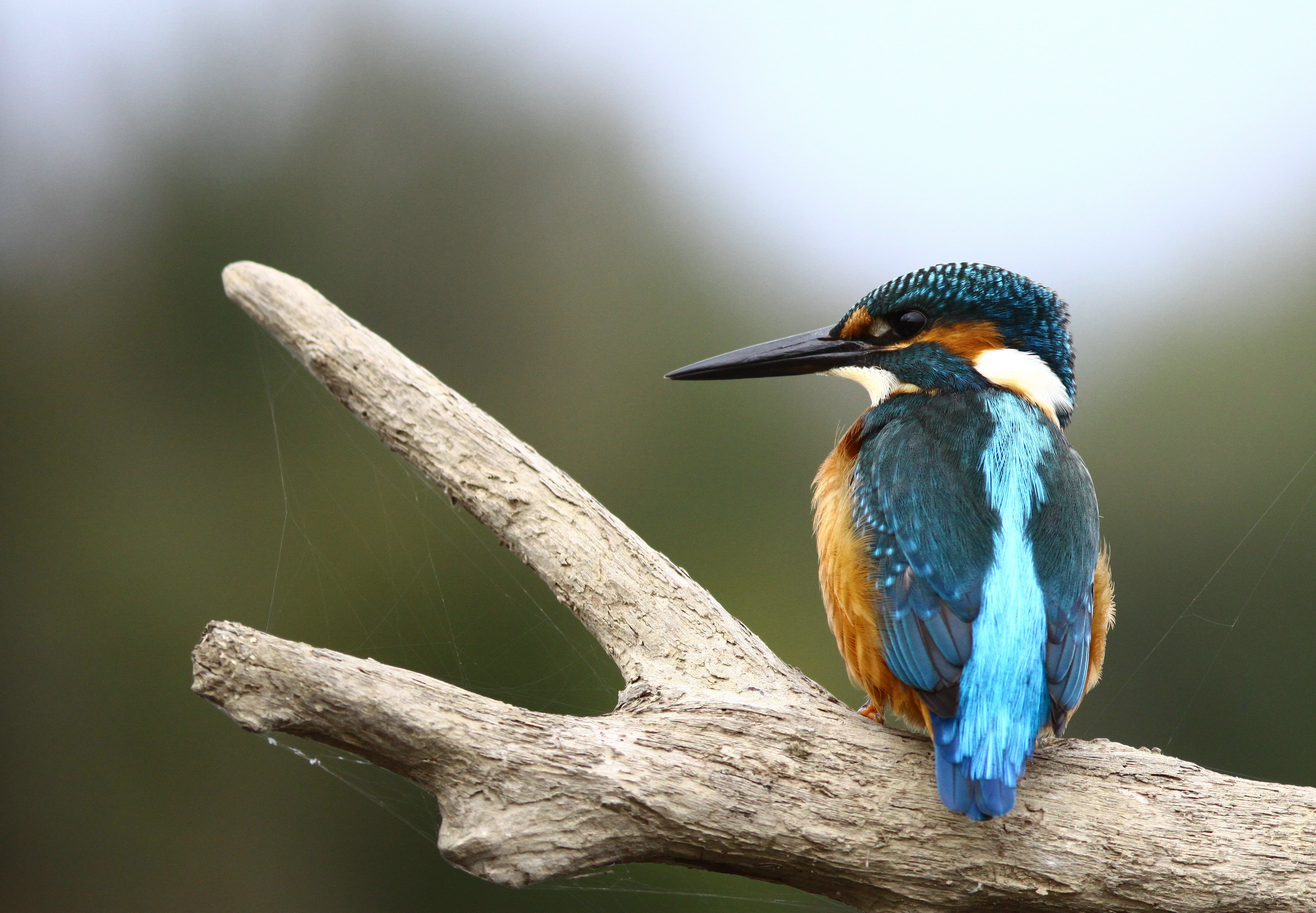 rencontre naturaliste pays loire